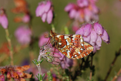 BUITEN BEELD Foto: 305883