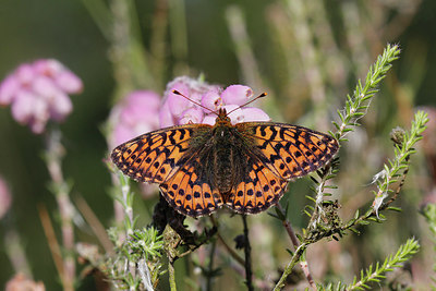 BUITEN BEELD Foto: 305885