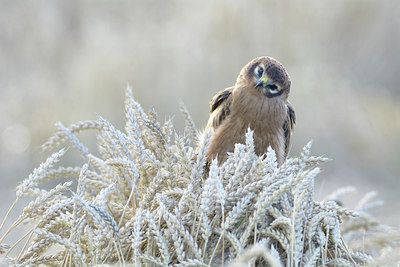 BUITEN BEELD Foto: 305904