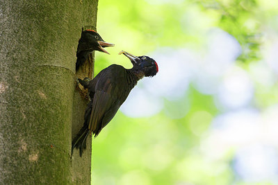 BUITEN BEELD Foto: 305919