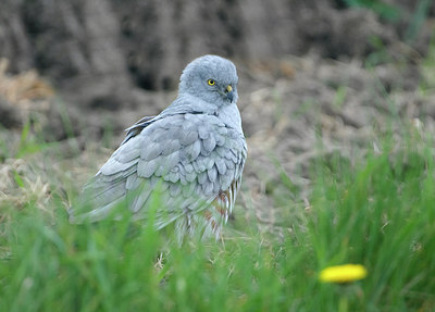 BUITEN BEELD Foto: 305921
