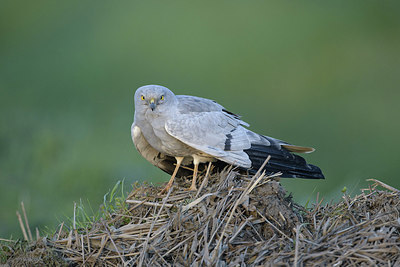 BUITEN BEELD Foto: 305922