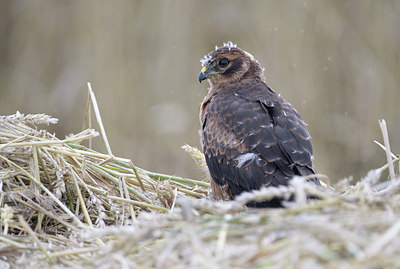 BUITEN BEELD Foto: 305928