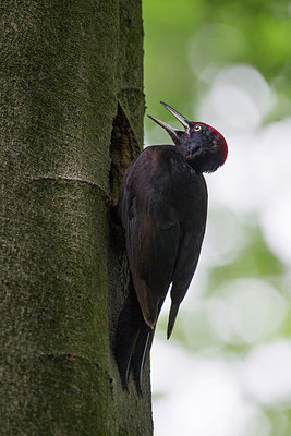 BUITEN BEELD Foto: 305938