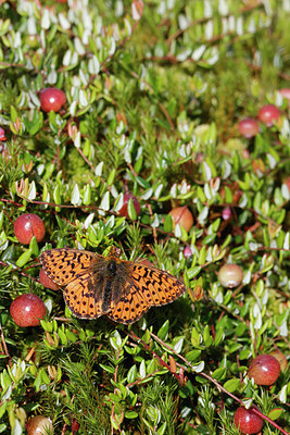 BUITEN BEELD Foto: 305947