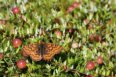 BUITEN BEELD Foto: 305948