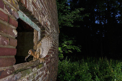 BUITEN BEELD Foto: 305957