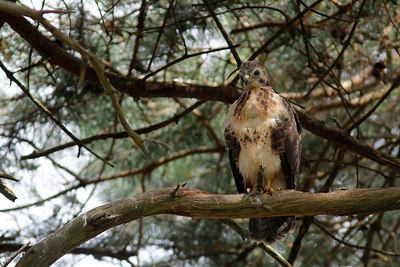 BUITEN BEELD Foto: 305962