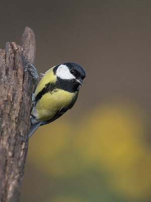 BUITEN BEELD Foto: 305969