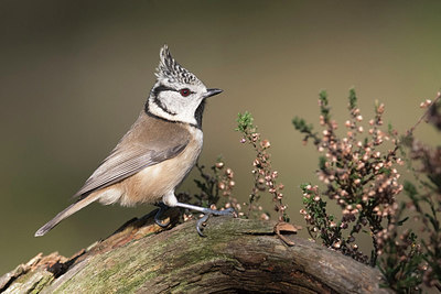 BUITEN BEELD Foto: 305971