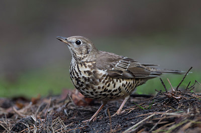 BUITEN BEELD Foto: 305975