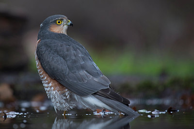 BUITEN BEELD Foto: 305981