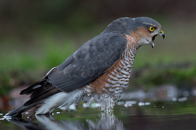 BUITEN BEELD Foto: 305982