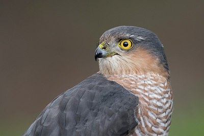 BUITEN BEELD Foto: 305983