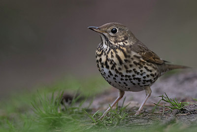 BUITEN BEELD Foto: 305984
