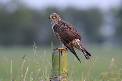 BUITEN BEELD Foto: 306014