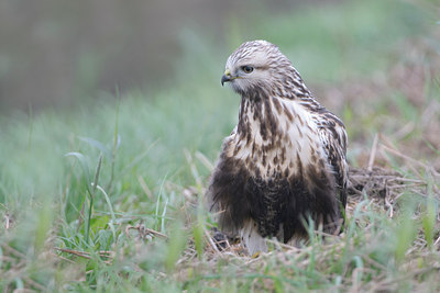 BUITEN BEELD Foto: 306021