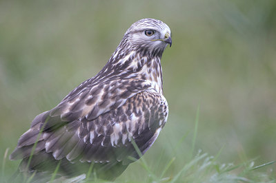 BUITEN BEELD Foto: 306022