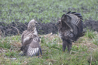 BUITEN BEELD Foto: 306025