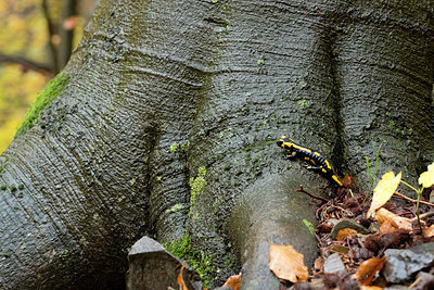 BUITEN BEELD Foto: 306076