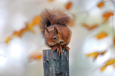 BUITEN BEELD Foto: 306078