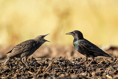 BUITEN BEELD Foto: 306082