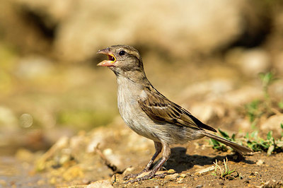 BUITEN BEELD Foto: 306085