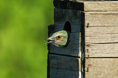 BUITEN BEELD Foto: 306092