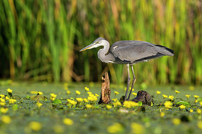 BUITEN BEELD Foto: 306096
