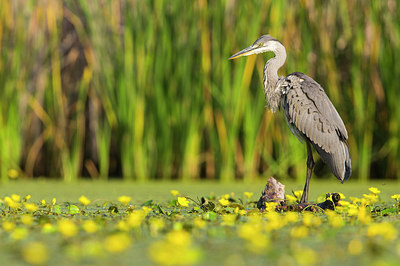 BUITEN BEELD Foto: 306098