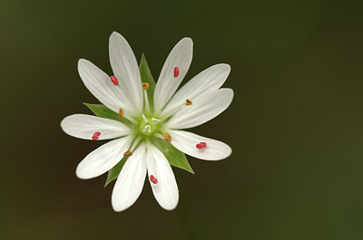 BUITEN BEELD Foto: 306103