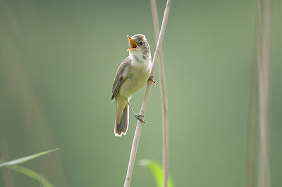 BUITEN BEELD Foto: 306105
