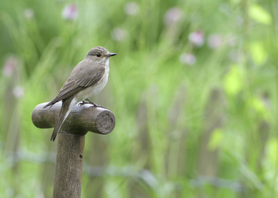 BUITEN BEELD Foto: 306119