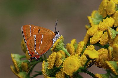 BUITEN BEELD Foto: 306140