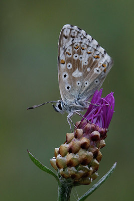 BUITEN BEELD Foto: 306148