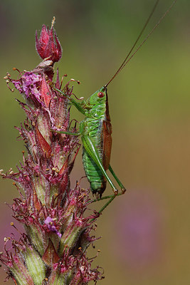 BUITEN BEELD Foto: 306157