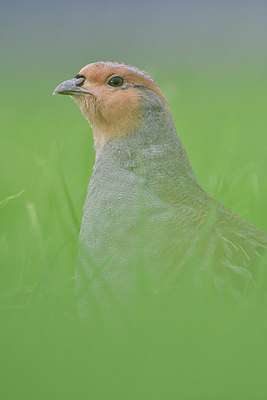 BUITEN BEELD Foto: 306178