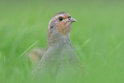 BUITEN BEELD Foto: 306181