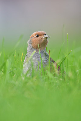 BUITEN BEELD Foto: 306182