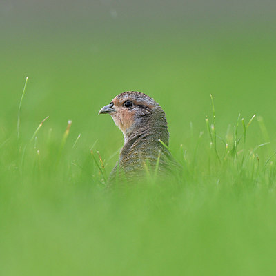 BUITEN BEELD Foto: 306183