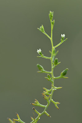 BUITEN BEELD Foto: 306184