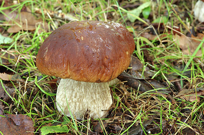 BUITEN BEELD Foto: 306198