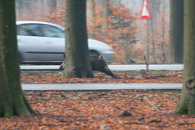 BUITEN BEELD Foto: 306254