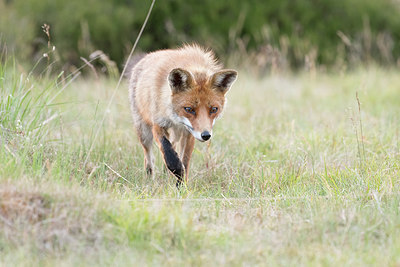 BUITEN BEELD Foto: 306263