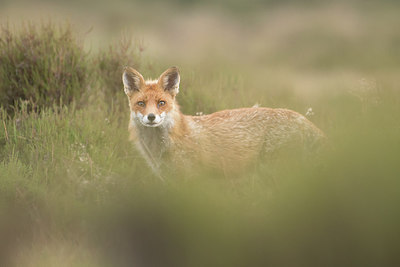 BUITEN BEELD Foto: 306269
