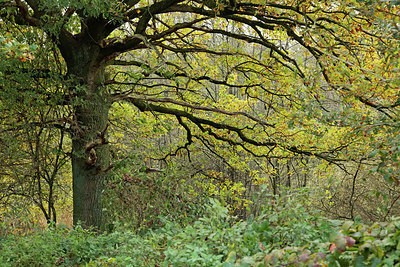 BUITEN BEELD Foto: 306308