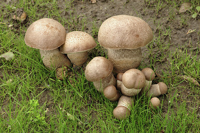 BUITEN BEELD Foto: 306364