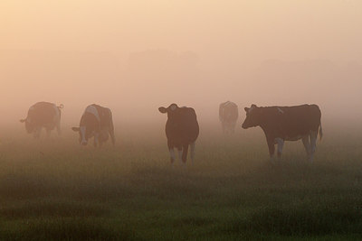 BUITEN BEELD Foto: 306385