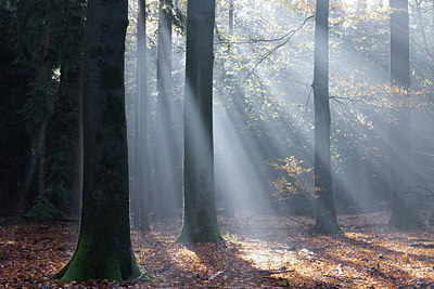 BUITEN BEELD Foto: 306400