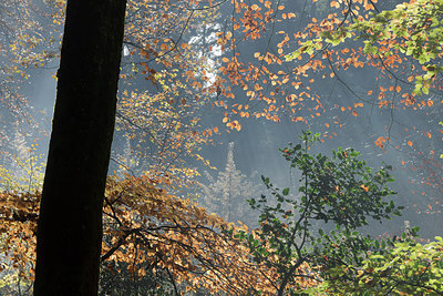 BUITEN BEELD Foto: 306401